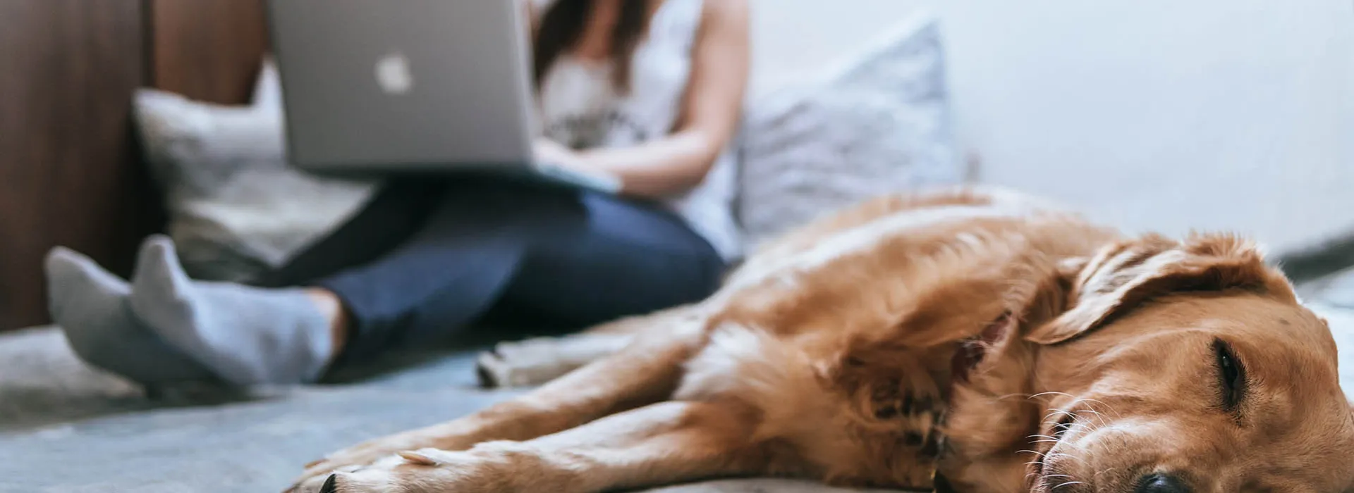 dog relaxing on bed 